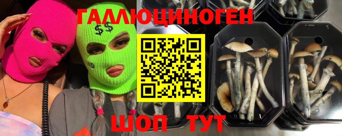 Галлюциногенные грибы мицелий Томск